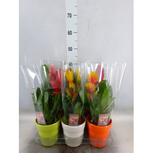 Vriesea   ...mix 6