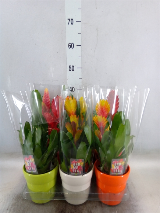 Vriesea   ...mix 6