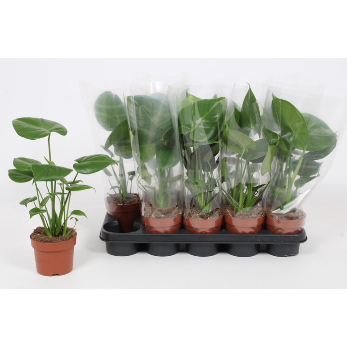 <h4>MONSTERA OV</h4>