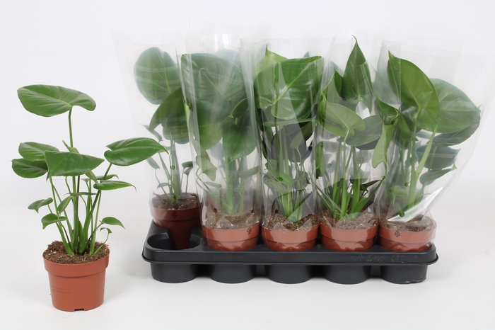 MONSTERA OV