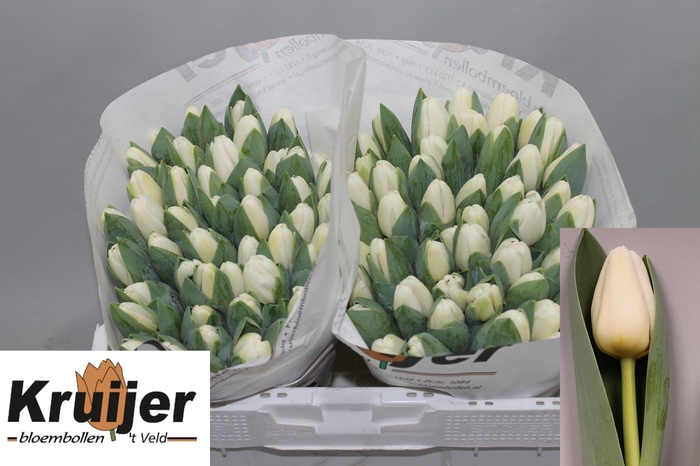 <h4>TU EN ANTARCTICA</h4>