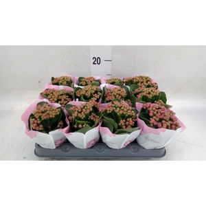 Kalanchoe  'RoseFlow Katie'