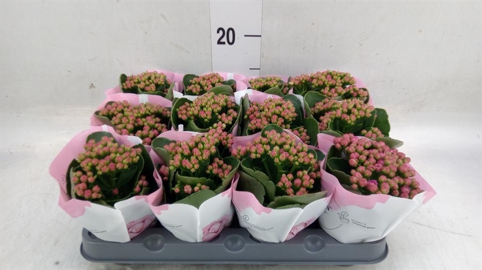 <h4>Kalanchoe  'RoseFlow Katie'</h4>