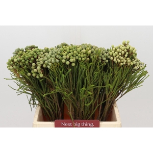 Kaaps Groen Abrotanum