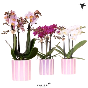 Kolibri Orchids Phalaenopsis mix 3 spike in Painted Stripe pink