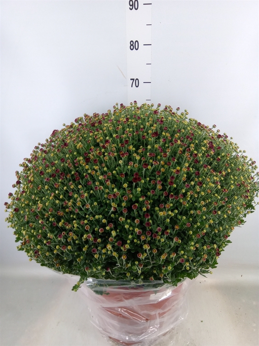 <h4>Chrysanthemum   ..GR</h4>