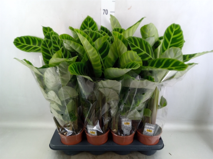 <h4>Calathea zebrina</h4>