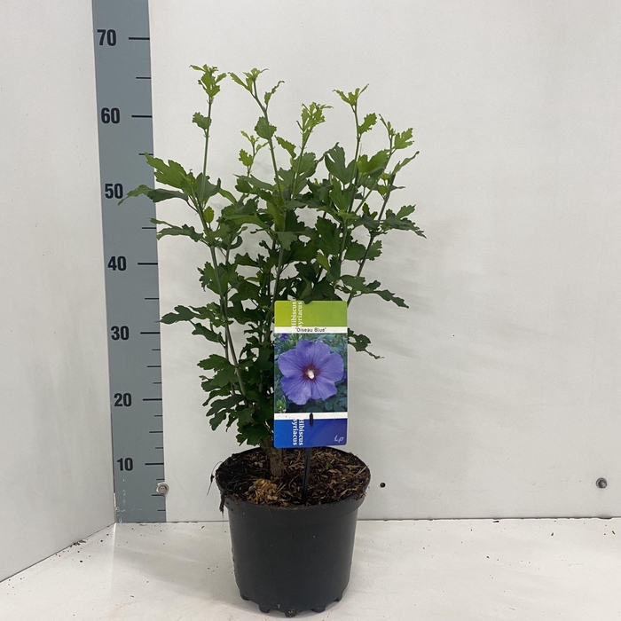 <h4>Hibiscus syriacus Oiseau Bleu</h4>