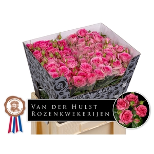 R Tr Pink Dimension Hulst