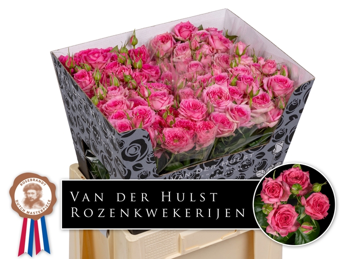 <h4>R Tr Pink Dimension Hulst</h4>