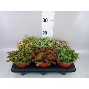 Fittonia   ...mix
