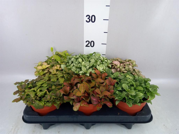 <h4>Fittonia   ...mix</h4>