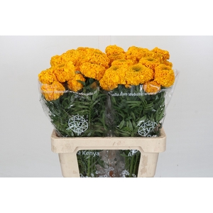 Tagetes Marigold Promise Light Orange