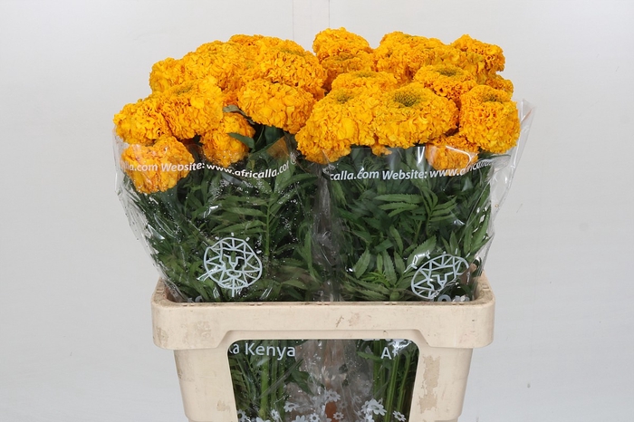 <h4>Tagetes Marigold Promise Light Orange</h4>