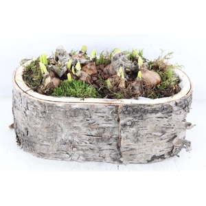 arr4 Narcis PL - Schors ovaal L los