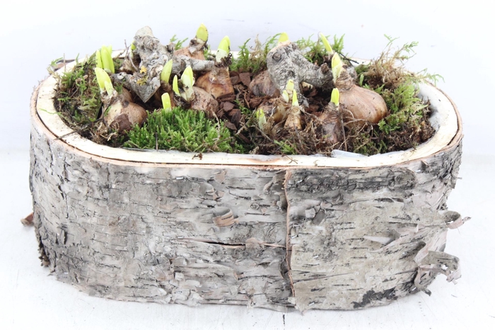 <h4>arr4 Narcis PL - Schors ovaal L los</h4>