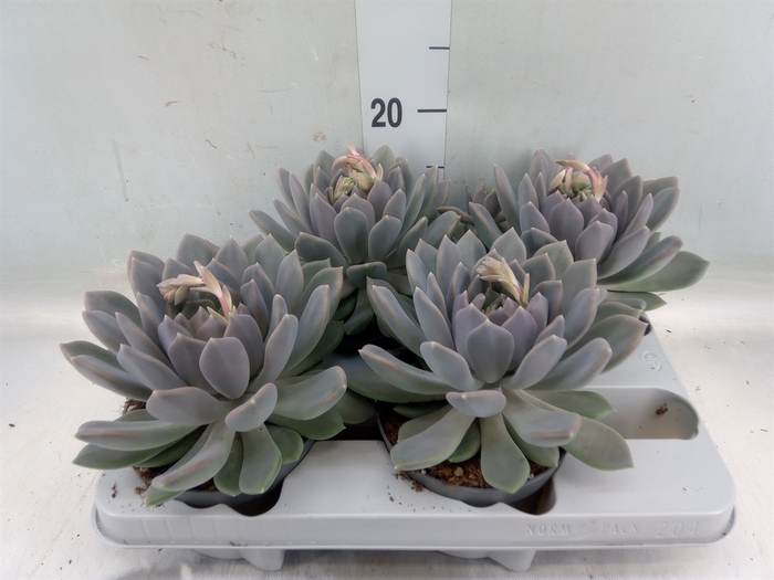 <h4>Pachyphytum  'Draco'</h4>