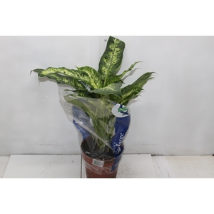 DIEFFENBACHIA VARIADO P17