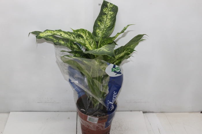 <h4>DIEFFENBACHIA VARIADO P17</h4>