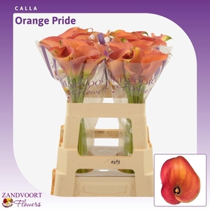 Calla Orange Pride