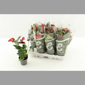 ANTHU AN SUCCESS RED