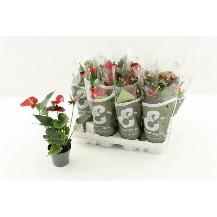 <h4>ANTHU AN SUCCESS RED</h4>