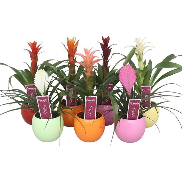 <h4>Bromelia gemengd in 5 kl. bolpot</h4>