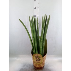 Sansevieria cyl.  ...