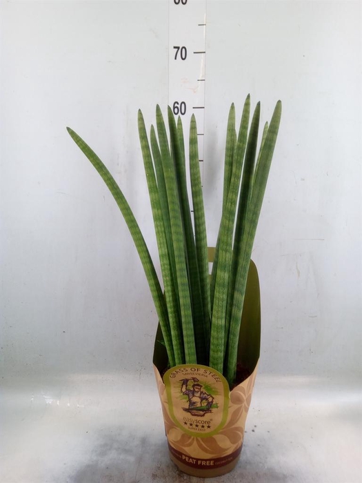 <h4>Sansevieria cyl.  ...</h4>