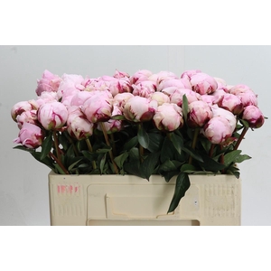 Paeonia Reine Hortense