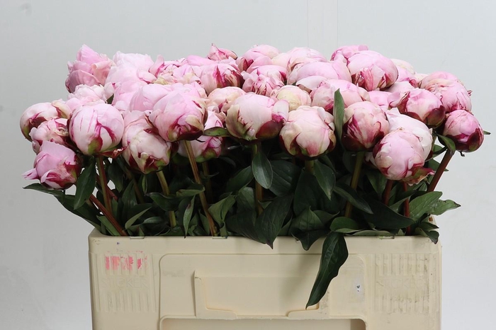 <h4>Paeonia Lact. Reine Hortense</h4>
