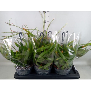 Pseudorhipsalis ramulosa