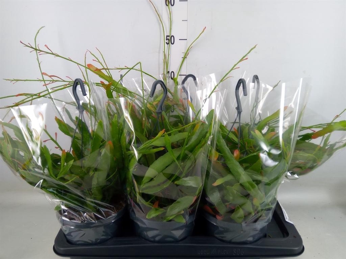 <h4>Pseudorhipsalis ramulosa</h4>