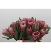 Protea Pink Ice