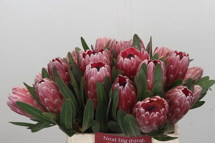 Protea Pink Ice