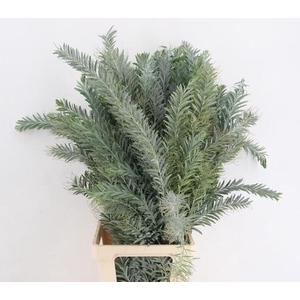 ACACIA MIMOSA LUNA DI ARGENTO 400GR