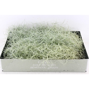 arr3 CP - Usneoides x6