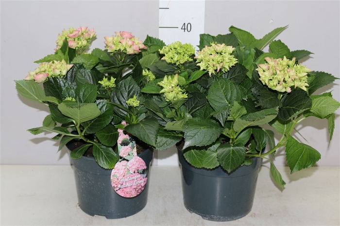 <h4>Hydrangea Macr Roze</h4>
