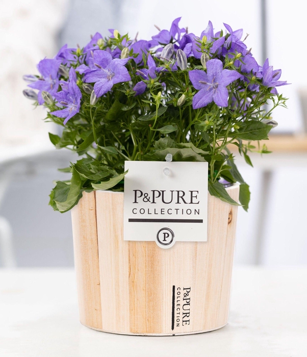 <h4>Campanula 'Napoli' Pure Wood</h4>