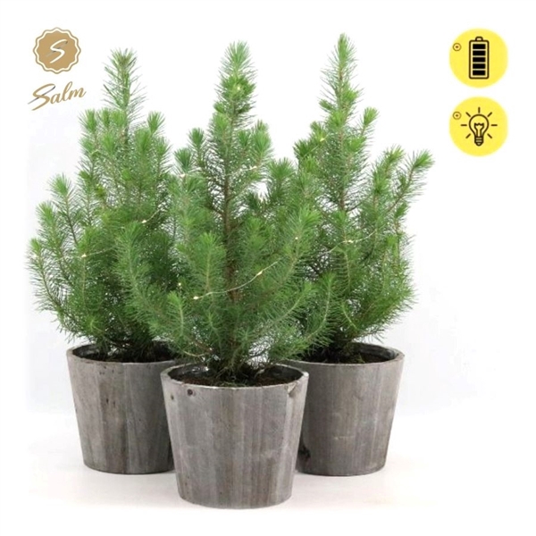 <h4>Pinus pinea 'Silver Crest' P17 in Wood + Lights</h4>