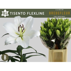 LI OT TISENTO FLEXLINE