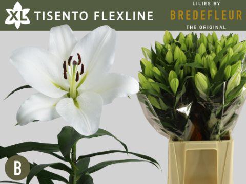 <h4>LI OT TISENTO FLEXLINE</h4>