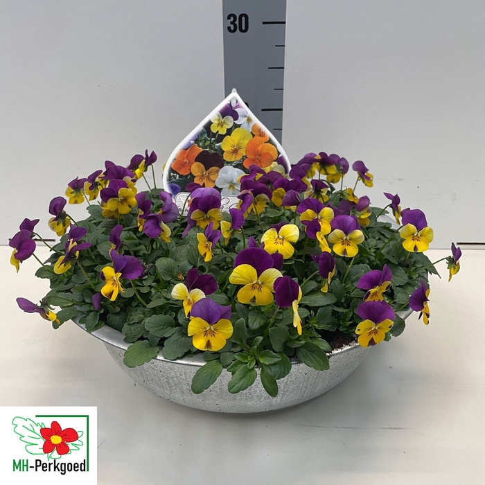 <h4>VIO CO SORBET GEM</h4>