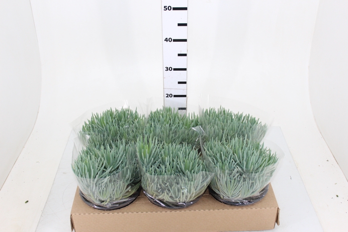 SUCULENTA CEBOLINHA C18