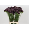 Allium  'Forelock'