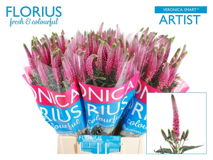 <h4>Veron Smart Artist</h4>