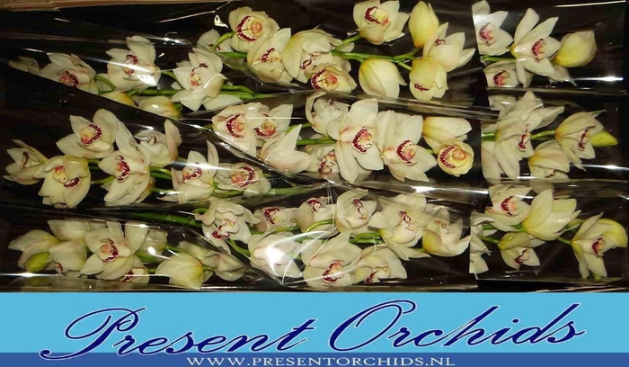 <h4>CYMB T MRS. ESMEE</h4>