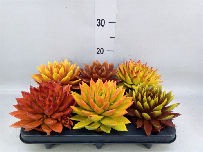 <h4>Echeveria  'Miranda'</h4>
