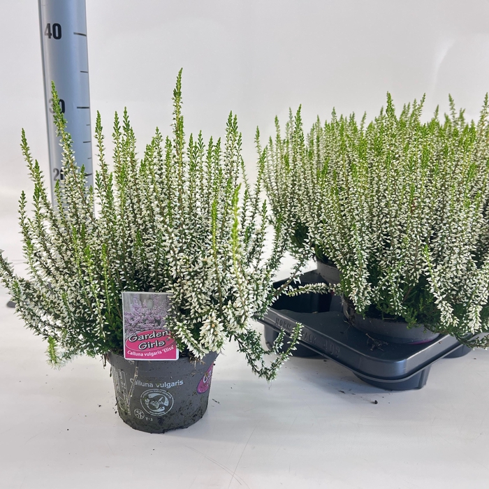 <h4>Calluna vulg. 'Elisa' (gg) PBR</h4>