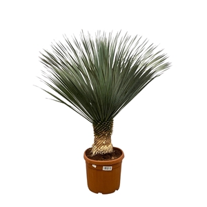 Yucca Rostrata - 160cm